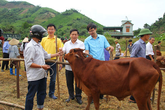 Trao bê giống cho các hộ nghèo