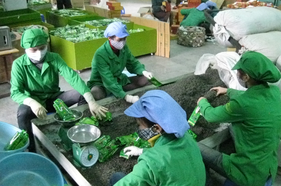 Thúc đẩy công nghiệp chế biến nông, lâm sản