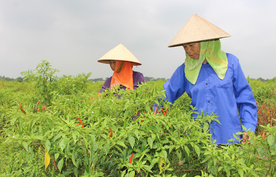 Phú Bình:Trồng ớt cho thu lãi hơn 20 triệu đồng/sào