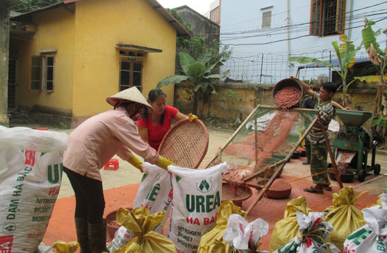 Chuẩn bị 12 tấn phân nén dúi sâu phục vụ sản xuất vụ xuân