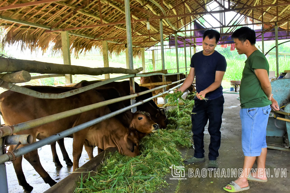 Chuyện giảm nghèo của người Mông ở Đồng Tâm
