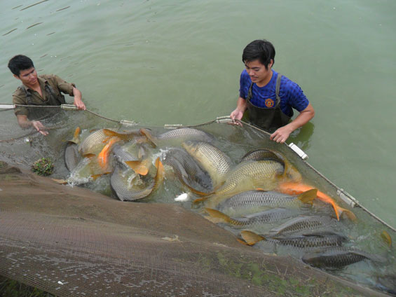 Phát triển nuôi trồng thủy sản