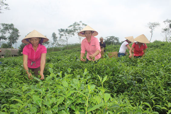 Đón Bằng công nhận Làng nghề chè truyền thống