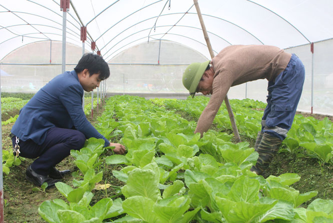 Cung cấp ổn định sản phẩm rau an toàn