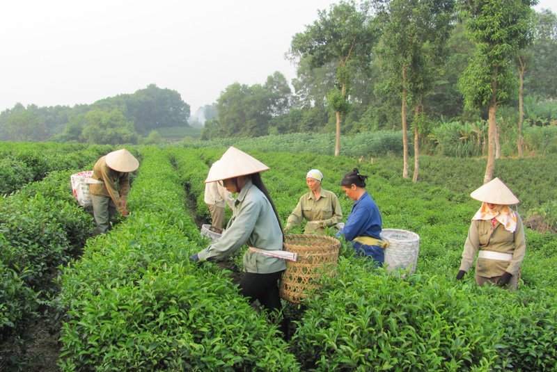 Giúp chị em khởi nghiệp làm giàu