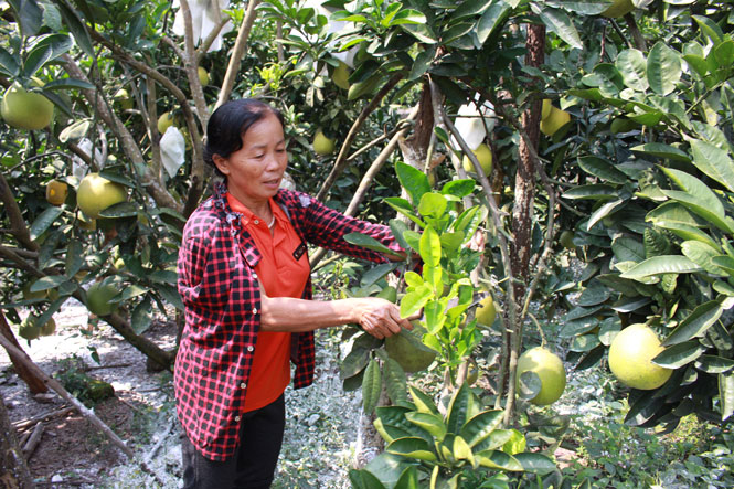 Người dân xóm Hân giúp nhau làm kinh tế