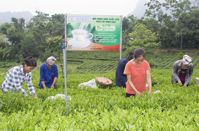 Bình Long được tiếp sức nhờ chính sách dân tộc