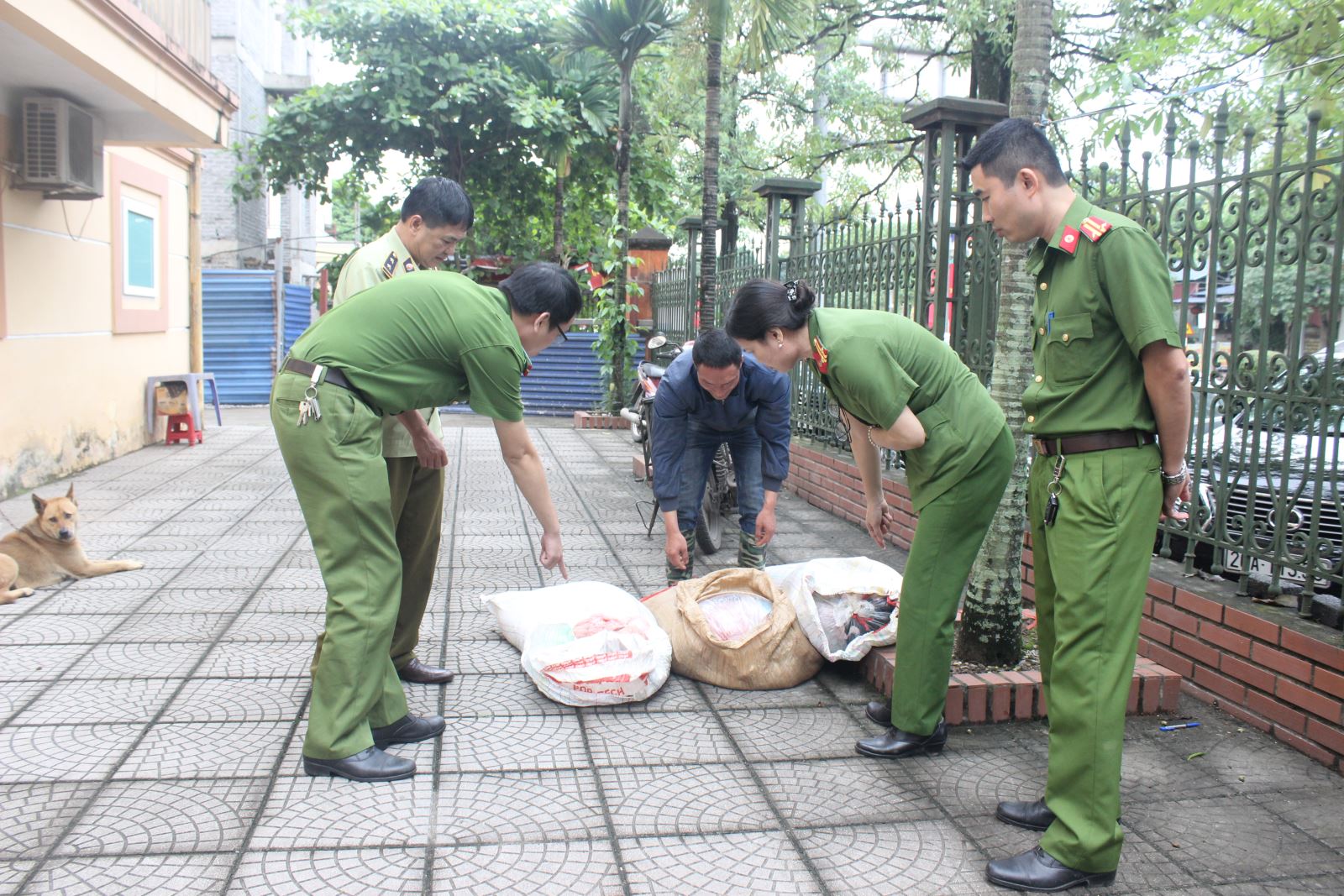 Tiêu hủy 200kg lòng lợn không rõ nguồn gốc