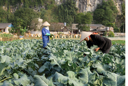 Ghi ở vùng rau Chợ Chu