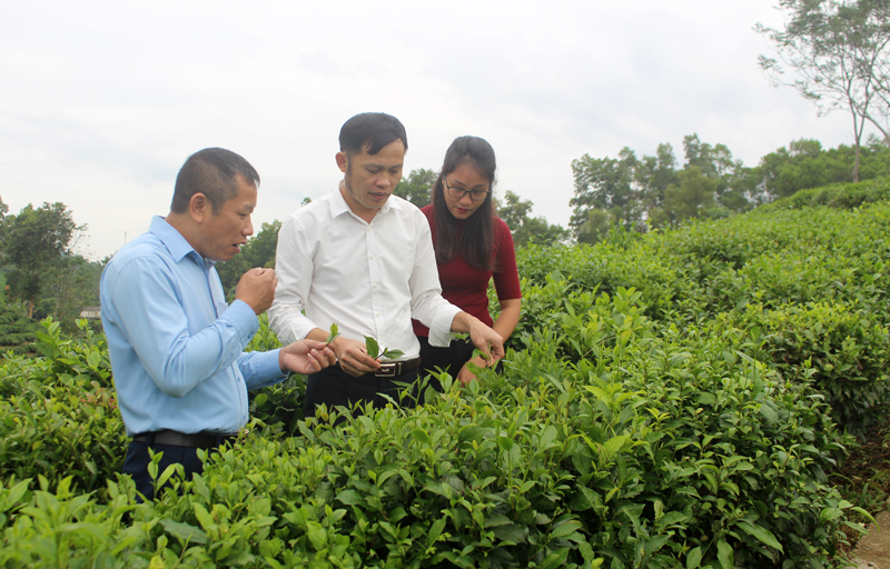 Chuẩn bị cho Lễ hội vinh danh các làng nghề chè huyện Phú Lương lần thứ 2