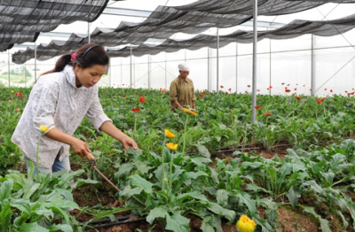 Quy hoạch gắn với tái cơ cấu nông nghiệp
