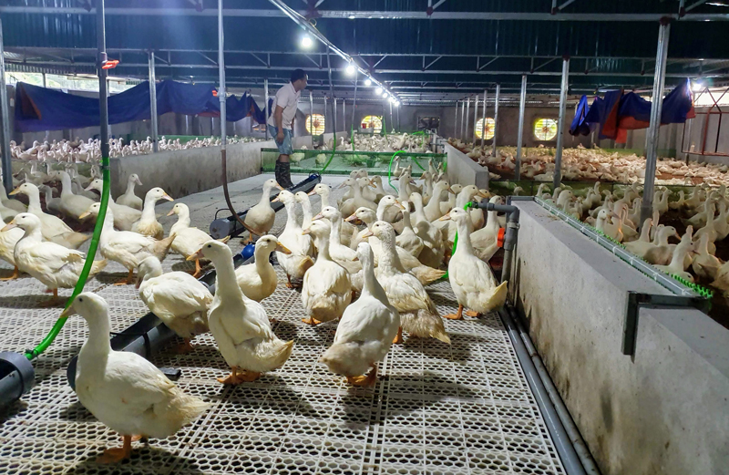 Nhiều hoạt động hỗ trợ hội viên phát triển sản xuất