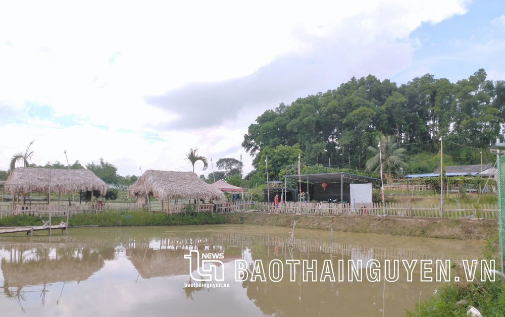 Tạo “ốc đảo xanh” trong thành phố