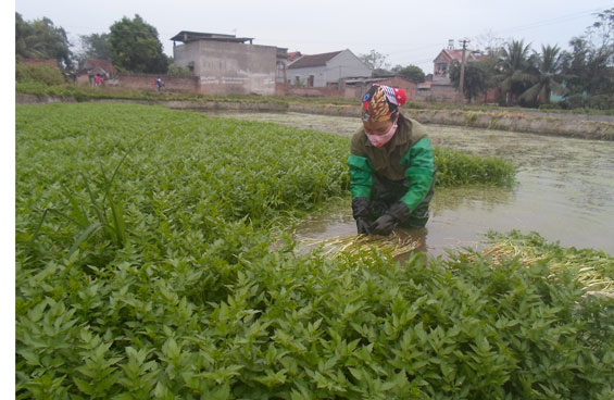 Mô hình bán thâm canh cho thu nhập cao
