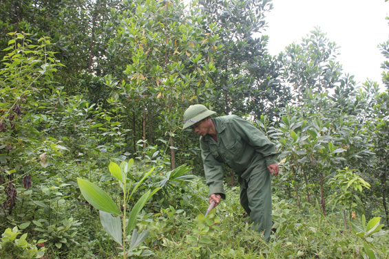 Khai thác thế mạnh lâm nghiệp ở Phúc Lương