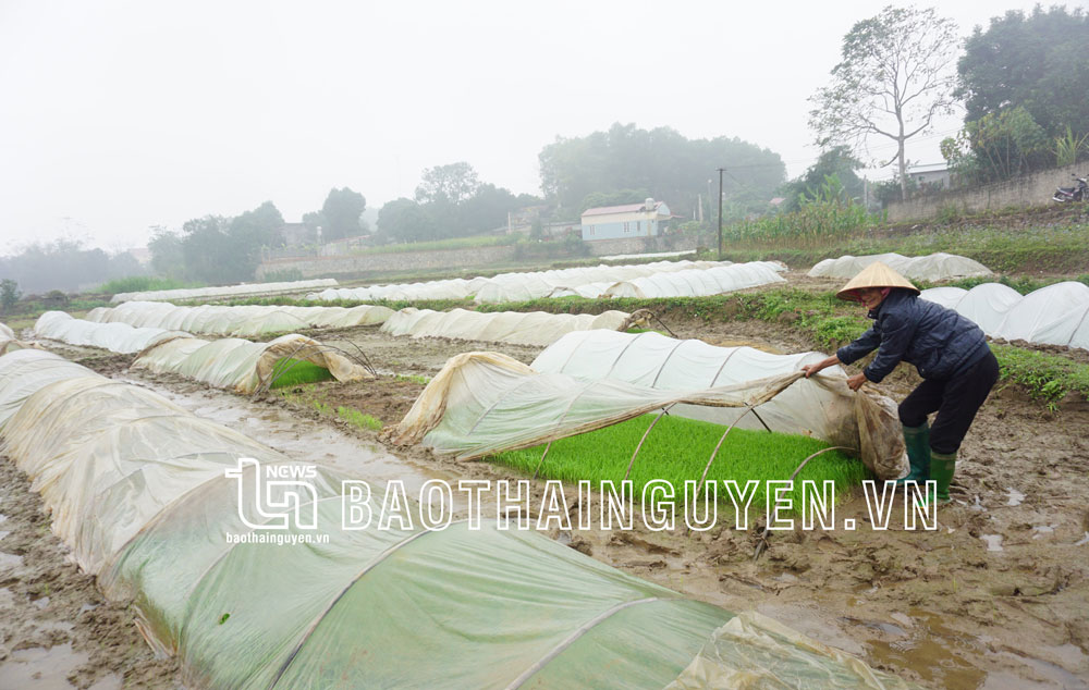 Chủ động sản xuất trong giá rét