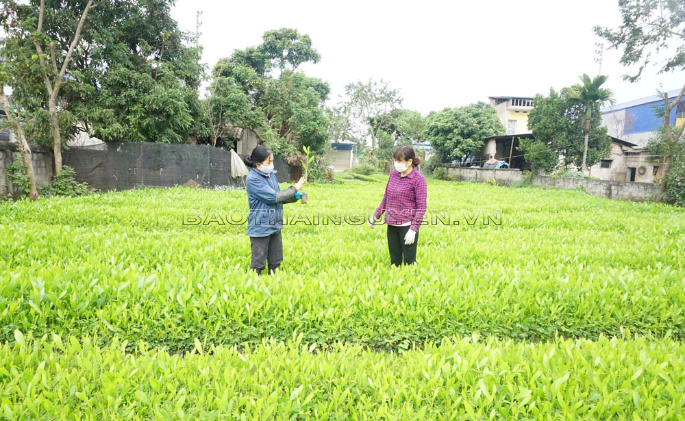 Cung ứng đủ cây giống phục vụ trồng rừng