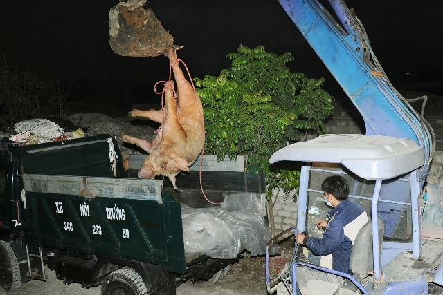 Diễn biến dịch tả lợn châu Phi tại các địa phương