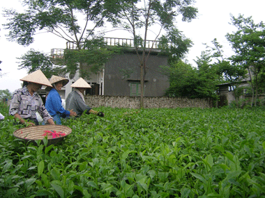 Để cây chè phát huy được thế mạnh