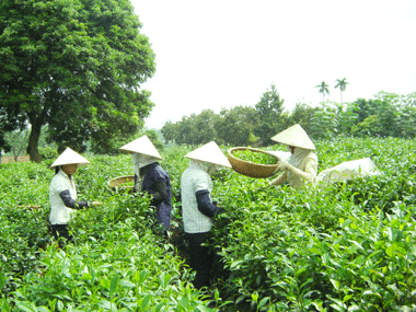 Thấy gì sau 2 năm chè đặc sản Tân Cương được bảo hộ thương hiệu?